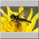 Bibio marci - Maerzfliege m06.jpg